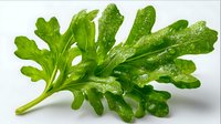 Fresh green arugula leaf with water droplets on white background, showcasing vibrant texture and natural veins for culinary, food photography, or healthy eating concepts.