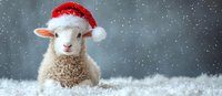 Adorable white lamb wearing red Santa hat sitting in snow against winter background with falling snowflakes for holiday greeting cards and decorations.