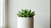 Potted succulent plant with green leaves in white ceramic container on windowsill, isolated on white background for home decor and design projects.