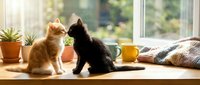 Two kittens, one orange tabby and one black, sit together on a sunny windowsill surrounded by potted plants and warm beverages, perfect for pet and lifestyle content.