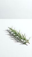 Fresh rosemary sprig isolated on white background with natural shadow, ready for culinary, wellness, and design applications.