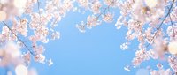 Delicate pink cherry blossom branches frame blue sky creating natural border for spring seasonal designs and romantic backgrounds.