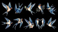 Watercolor swallow birds set isolated on transparent background, ready for t-shirt design, stickers, clipart, print on demand, and sublimation projects.