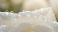 White flower petals with morning dew drops in soft natural light creating delicate macro photography composition for wellness and nature themes.