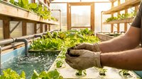 Farmer in gloves harvesting fresh lettuce seedlings in modern hydroponic greenhouse with water channels and natural sunlight for sustainable agriculture.
