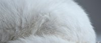 Close-up of soft white fur texture with natural lighting showing detailed fibers and gentle curves for luxury fashion and comfort concepts.