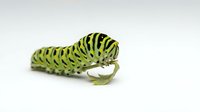 Caterpillar with yellow-green body and black stripes crawling on white surface, isolated specimen for educational and nature design projects.