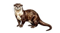 Otter with brown fur and white chest markings standing in profile on white background, isolated and ready for design use on merchandise and marketing materials.