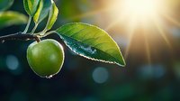 Fresh green apple on tree branch with sunlight rays shining through leaves in morning garden. Natural organic fruit growing with water drops and bokeh effect.