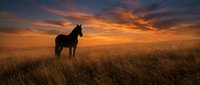 Horse silhouette standing in golden grassland field during dramatic sunset with orange and purple sky clouds creating peaceful countryside landscape scene.