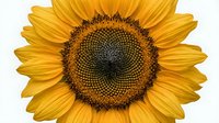 Bright yellow sunflower with detailed brown seed head center isolated on white background, suitable for design projects, botanical illustrations, and nature-themed graphics.