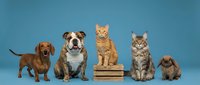 Group of domestic pets sitting in row on blue background including dachshund, bulldog, orange tabby cat, maine coon kitten and rabbit for veterinary care.