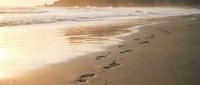 Footprints in wet sand leading along golden beach at sunset with gentle waves and warm light reflecting on shore creating peaceful coastal scene.