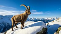 Majestic alpine ibex with curved horns standing on snowy mountain ridge against blue sky and snow-capped peaks in winter wilderness landscape.