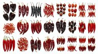 Isolated dried chili peppers in various red and dark varieties arranged in rows, ready for culinary design, packaging, and educational use.