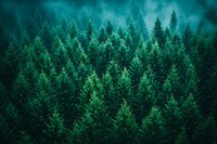 Mystical evergreen forest landscape with dense pine trees under moody turquoise sky creating atmospheric wilderness scene. Suitable for nature and environmental themes.