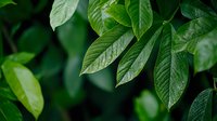 Fresh green leaves with water drops in natural light, showing detailed leaf veins and texture against dark background. Macro nature photography for environmental themes.