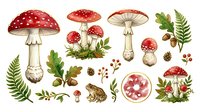 Fly agaric mushrooms, ferns, botanical elements, toad, moss, and forest plants isolated on white background for design, clipart, and educational use.