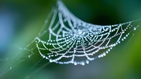 Spider web covered in morning dew drops with intricate geometric patterns against soft green blurred background. Natural macro photography concept.