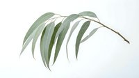 Eucalyptus branch with elongated green leaves isolated on white background, ready for design projects, botanical illustrations, and decorative applications.
