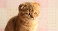 Adorable orange Scottish Fold kitten with folded ears and bright amber eyes sitting against soft pink polka dot background for pet care designs.