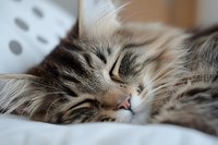 Peaceful sleeping Maine Coon cat with long silver fur resting on white bedding, close-up portrait showing relaxed expression and distinctive facial features.