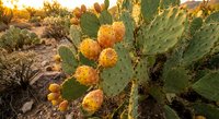 Prickly pear cactus with yellow fruits in desert landscape during golden hour sunset light creating warm atmospheric glow in arid southwestern environment.
