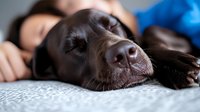 Sleeping chocolate Labrador retriever dog resting on bed with owner, close up view of dog nose and muzzle. Peaceful pet relaxation and human-animal bond.