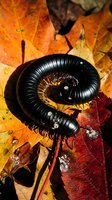 Black millipede curled in defensive position on colorful autumn leaves showcasing natural forest floor ecosystem and arthropod behavior patterns.
