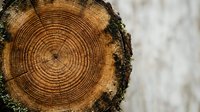 Cross-section of tree trunk showing annual growth rings and natural wood texture with moss on bark edge, suitable for forestry, environmental, and nature-related projects.