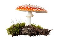 Red and white spotted mushroom amanita muscaria growing on moss covered log isolated on white background, ready for creative design projects.