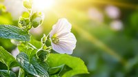 White hollyhock flower in morning sunlight with fresh green leaves and bokeh background, soft focus macro photography for garden and nature themes.