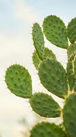 Close-up of vibrant green prickly pear cactus with sharp spines against soft blurred background, suitable for botanical and nature design projects.
