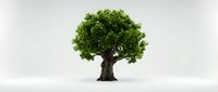 Majestic green tree with thick trunk isolated on white background for environmental design projects and nature concepts.