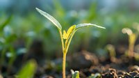 Young seedling with water droplets growing in soil, representing new growth, agriculture, and environmental sustainability for gardening and farming concepts.