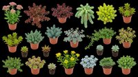 Assorted potted succulents and small plants collection, isolated on transparent background, ready for T-shirts, stickers, clipart, print on demand, and sublimation design use.