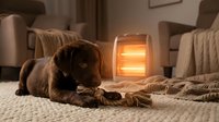 Adorable brown dachshund puppy lying on cozy blanket near warm glowing heater in comfortable living room creating peaceful domestic atmosphere.