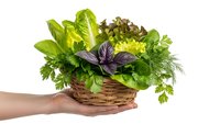 Fresh mixed herbs in wicker basket held by hands isolated on white background for culinary cooking and healthy organic food preparation.