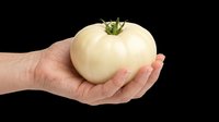 Hand holding a large white heirloom tomato, isolated on transparent background. Ready for stickers, print on demand, T-shirt design, clipart, and sublimation use.