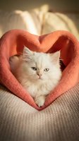 Adorable white fluffy kitten sitting inside coral pink knitted heart-shaped frame on cozy beige blanket, expressing love and warmth for pet adoption campaigns.