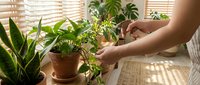 Woman caring for indoor houseplants by window with natural light, tending to green foliage in terracotta pots on wooden surface for home gardening.