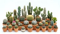 Large collection of diverse cacti and succulents in terracotta pots arranged on white background, perfect for home decor and gardening projects.
