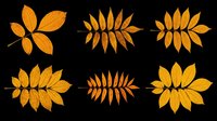 Autumn leaves collection isolated on transparent background, ready for T-shirts, stickers, clipart, sublimation, and print on demand seasonal designs.