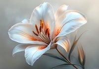 Elegant white lily with orange stamens in full bloom against soft gray background, showcasing delicate petals and natural beauty.