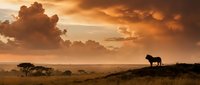 African savanna landscape at golden hour with lion silhouette on rocky outcrop under dramatic orange sunset sky and acacia trees on horizon.