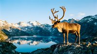 Majestic reindeer with large antlers standing on rocky terrain overlooking pristine mountain lake with snow-capped peaks reflected in calm waters during golden hour.