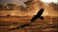 A dark bird of prey soars low over arid terrain with sparse vegetation and dust clouds, capturing wildlife in natural habitat for nature and conservation content.