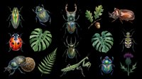 Insects and plants collection with beetles, ladybug, grasshopper, thistle, fern, and monstera leaves isolated on transparent background. Ready for clipart, t-shirt design, stickers, and print-on-demand projects.