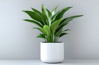 Green tropical plant with broad leaves growing in modern white ceramic pot against light gray wall, minimalist home decor style for interior design projects.