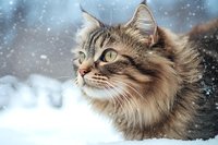Long-haired tabby cat with green eyes gazing upward while snow falls, fluffy fur blowing in winter wind against blurred snowy background creates magical mood.